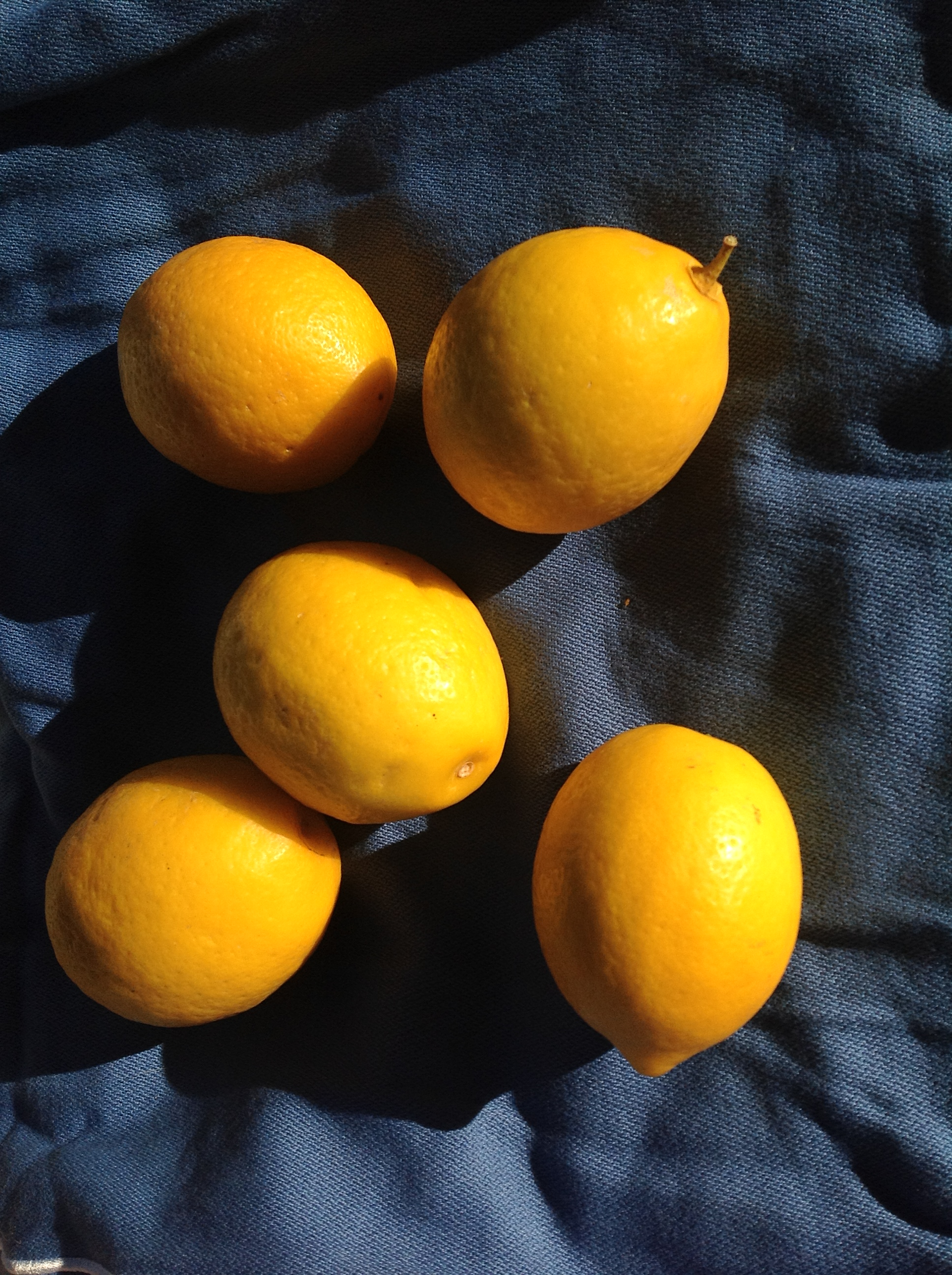 The Citron Compendium: The Citron (Etrog) Citrus medica L.: Science and  Tradition